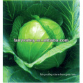 Organic Kale Seeds/Cabbage Seeds For Sale